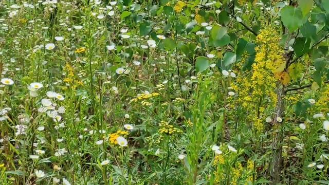 Пчеловодство. Поздние медоносы.