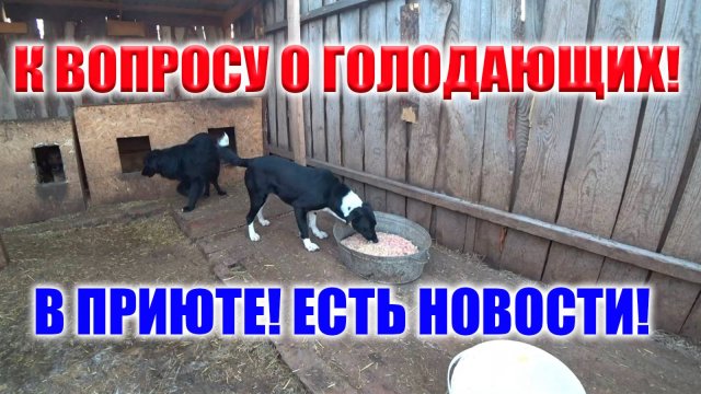 ПРИВЕЗЛИ КОРМ, УВЕЗЛИ КОТА С ТРАВМОЙ. НОВОСТО ПРИЮТА!!!