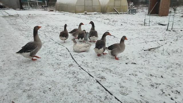 Хватит издеваться над гусями! Свою ж@пу так в тепле держишь ☝ Ответ на комментарий 💬 🤔