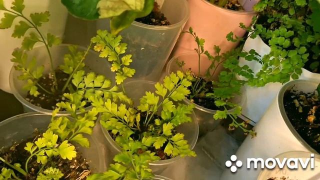 КОМНАТНЫЕ РАСТЕНИЯ(ЦВЕТЫ).ЦВЕТОЧНЫЕ НОВОСТИ.