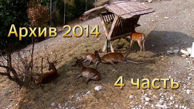 Сафари Парк. Архив 2014. 4 часть