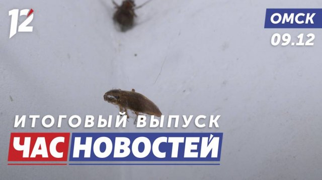 Нашествие тараканов / Новогодняя программа / Похолодание. Новости Омска