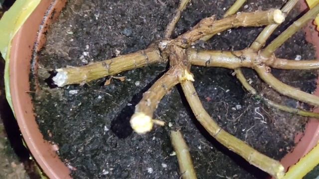 Хризантема мультифлора в декабре в хранилище