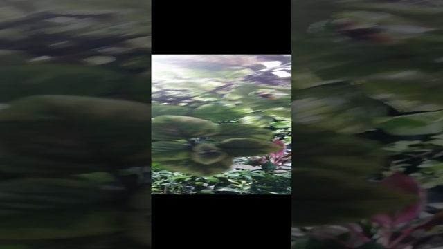 VID_20241209_211200.mp4