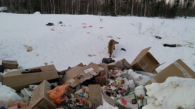 ЛИСА АЛИСА ОПЯТЬ ЦАРСТВУЕТ НА ПОМОЙКЕ.