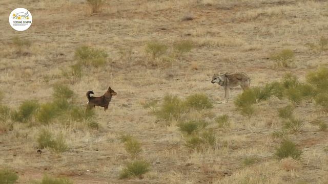 Жил-был пёс. Шара и серый волк