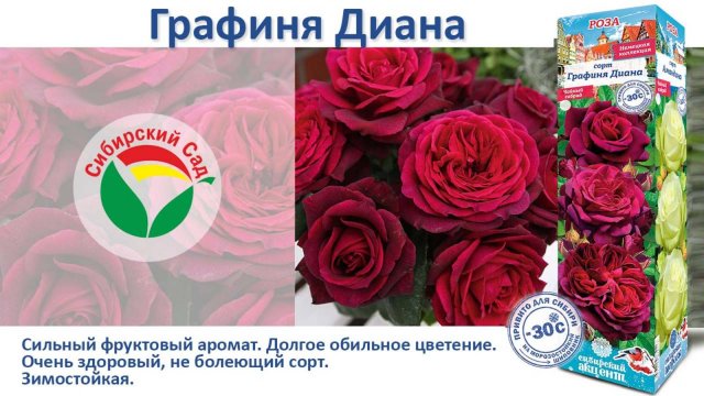 Роза Графиня Диана (Чайно-гибридная) от Агрофирмы "Сибирский сад"