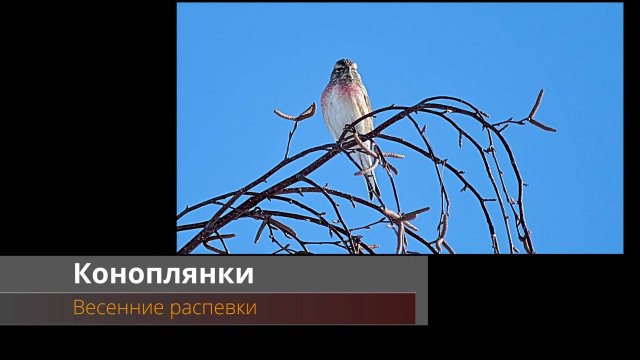 Коноплянки