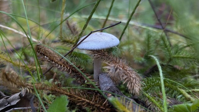 Говорушка анисовая (Clitocybe odora). Как выглядит гриб на месте произрастания.