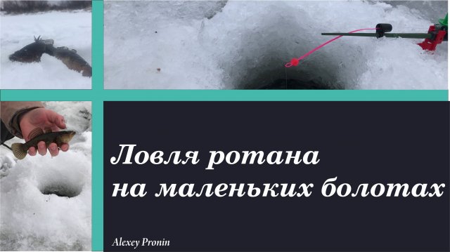 Зимняя ловля ротана на болотах. Рыбалка на ротана.