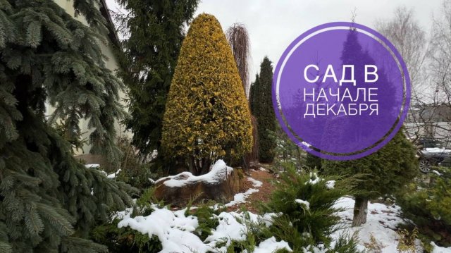 Прогулка по саду в начале декабря
