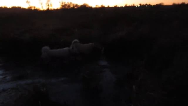 Охота с лайками осенью.