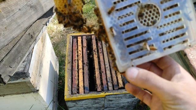 Матководство. Начало сезона. Джентерский сот. Вывод пчеломаток. #Джентерскийсот