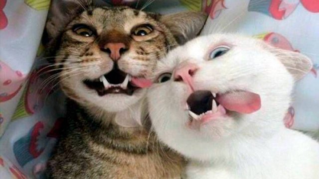 Приколы с животными. Смешное видео. Смешные животные.