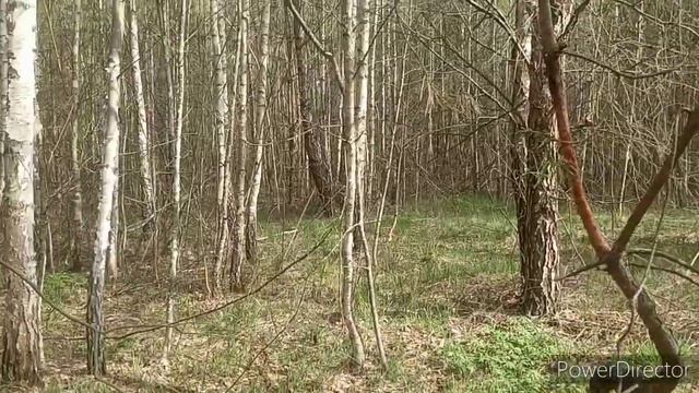 Поиск рогов лося. Погуляли.