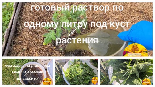 Чем заменить азотное удобрение? Настой из травы (бродиловка, вонючка) лучшее весеннее удобрение...