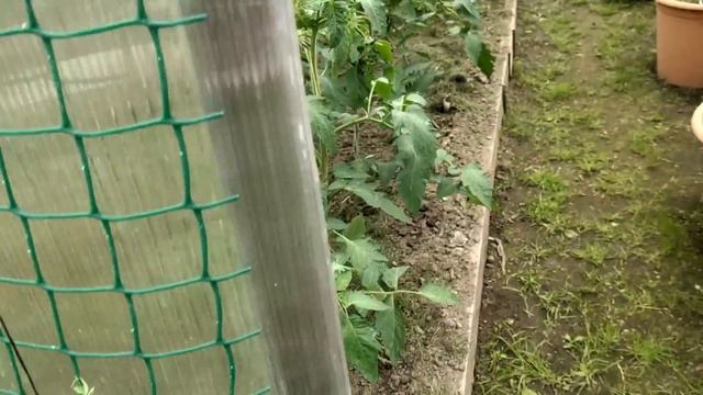 Уютный сад - полезный огород. Обзор сада и огорода в начале лета