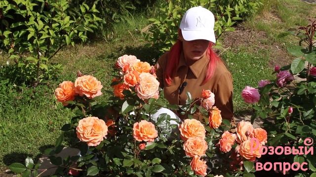 Роза Бельведер  Первое цветение