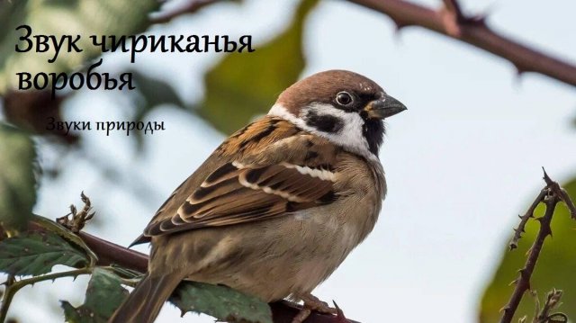 Звук чириканья стаи воробьев. Звуки природы