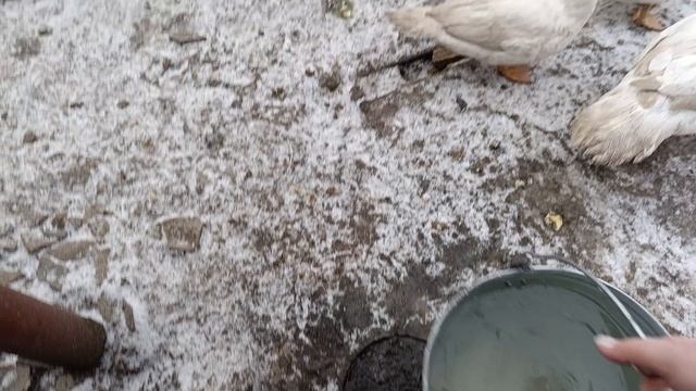 Жизнь моя в деревне.С опозданием в неделю.
