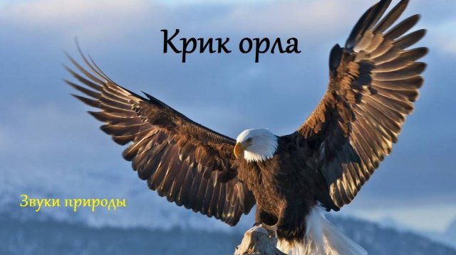 Крик орла. Звуки природы