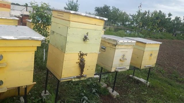 Двухматочное содержание пчёл. Как применить этот метод?