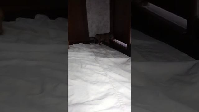 Малышка