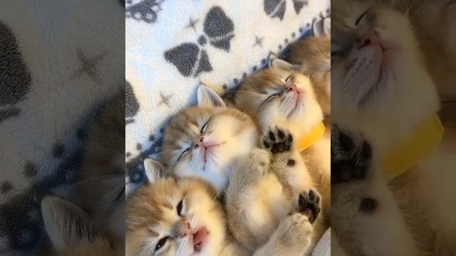 Cute cats 😻