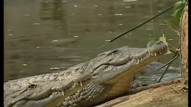 C'est pas sorcier - Les crocodiles