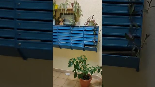 video5411125229172844485