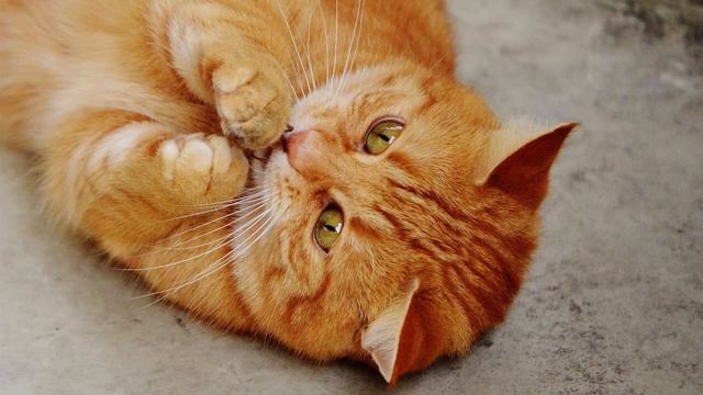 лечебное кошачье мурлыканье для сна | звук урчание кошки  асмр      cat asmr