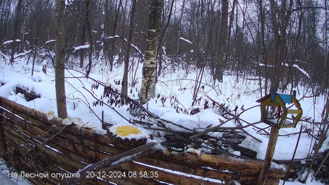 Зимний лес онлайн   #Relaxing #природа #звуки леса #птицы  #погода