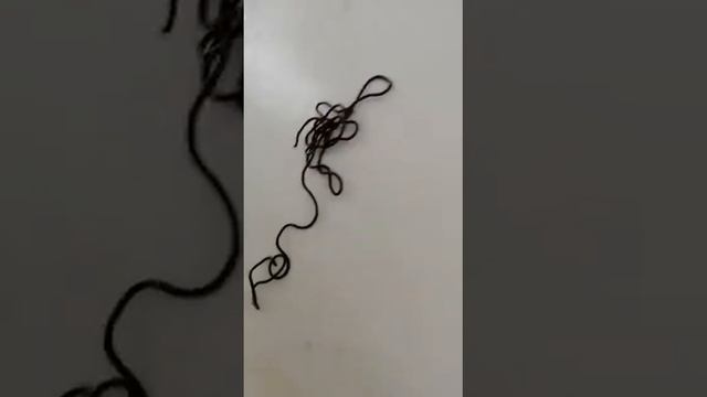 Проволочный червь