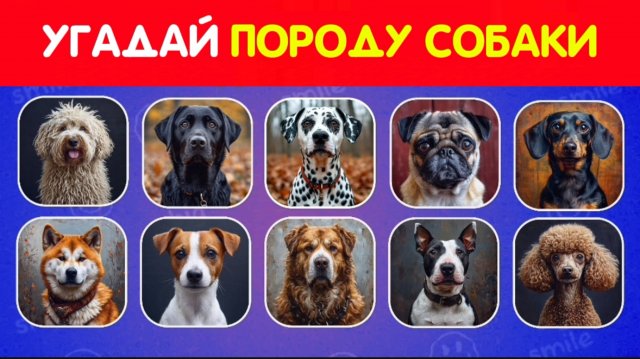 УГАДАЙ ПОРОДУ СОБАКИ