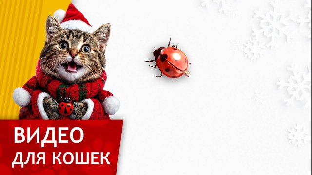 Видео для кошек - Божья коровка на зимнем фоне (Развлеки своего кота)