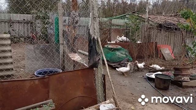 Как Засолить Арбузы в Бочке на Зиму. Убираем огород