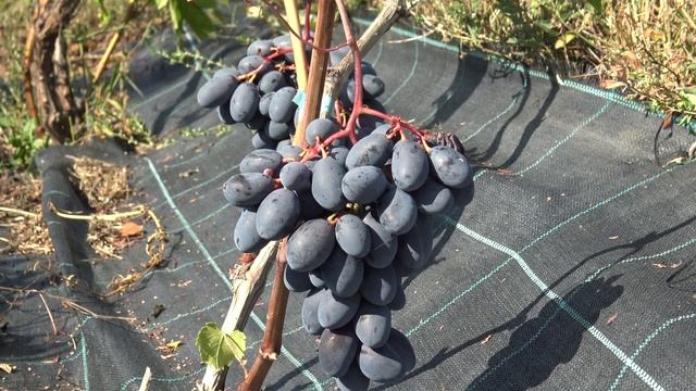 Виноград кишмиш Эмма