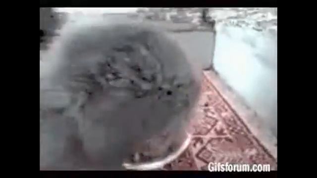 Коты - это жидкость !