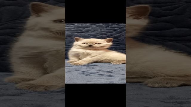 АКТИРОВАНИЕ ЖЕМЧУГ ФЭНСИ