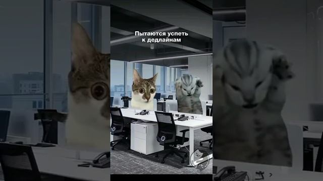 Типы людей перед новым годом!