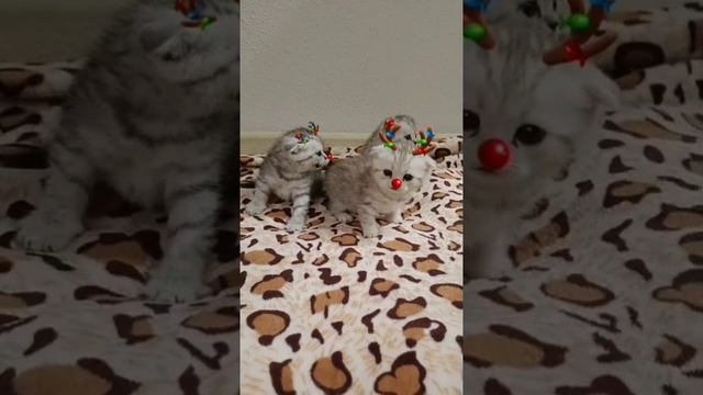 Плюшки