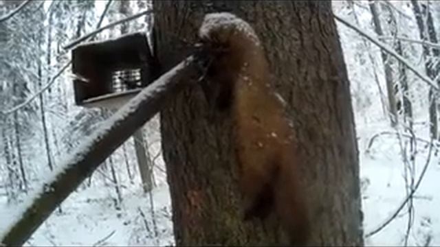 проверка капканов на куницу и мы снова с удачей.
#тайга#капканы#куница#промысел#