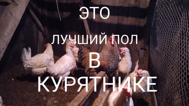 Это самый лучший теплый пол в курятнике