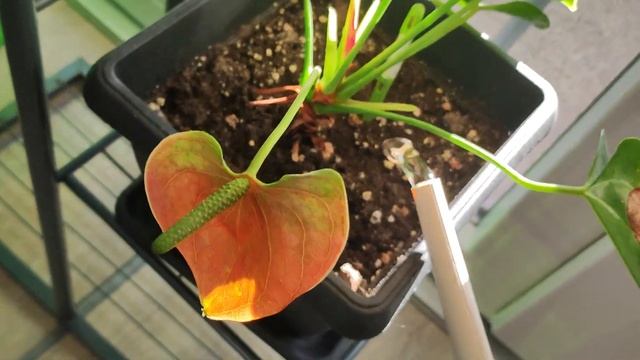 Как поливать Антуриум? Как часто Антуриум требует полив?