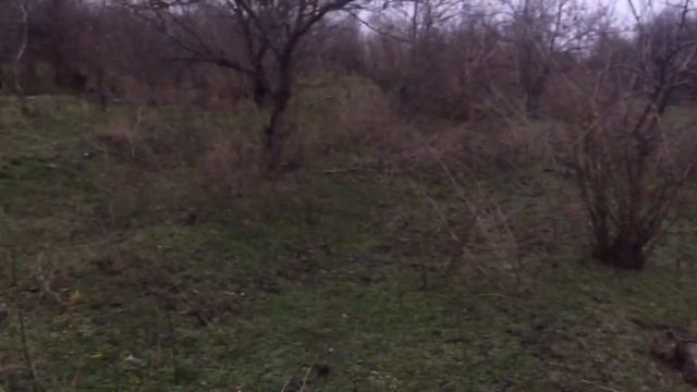 НОЧНАЯ ОХОТА НА ФАЗАНА С ПНЕВМАТИКОЙ. МНОГО ФАЗАНОВ