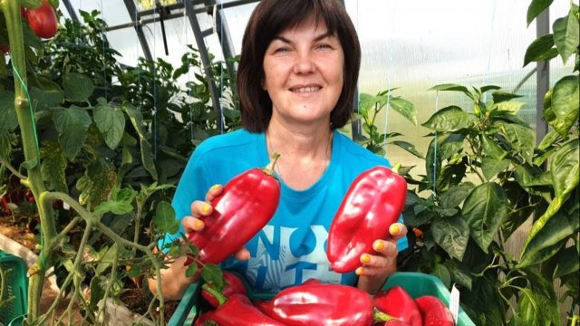 #14 Прекрасные сорта перца для теплицы и открытого грунта. Замечательный урожай! 20 сентября 2024 г.