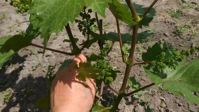 Виноград. 2й год . Сколько чего на нём оставить