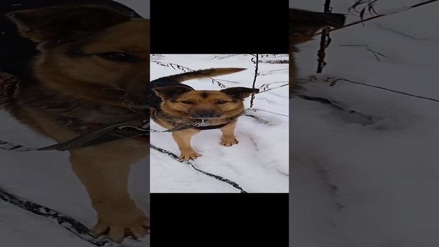 Гриша