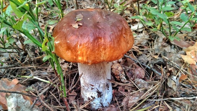 МОЩНЫЙ ПОХОД ЗА ГРИБАМИ!!! Нарвались на поляны белых и подосиновиков.