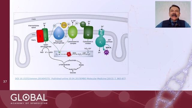 Роль митохондрий в здоровье человека